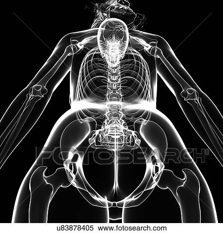 Stock Illustration - Female skeleton, artwork. Fotosearch