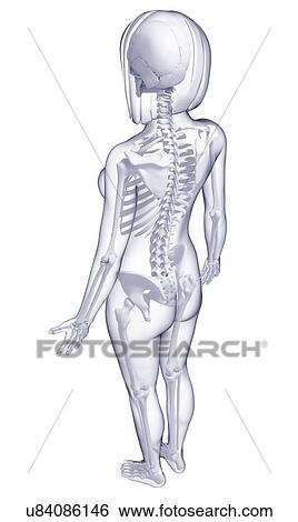 Stock Illustration - Female skeleton, artwork. Fotosearch