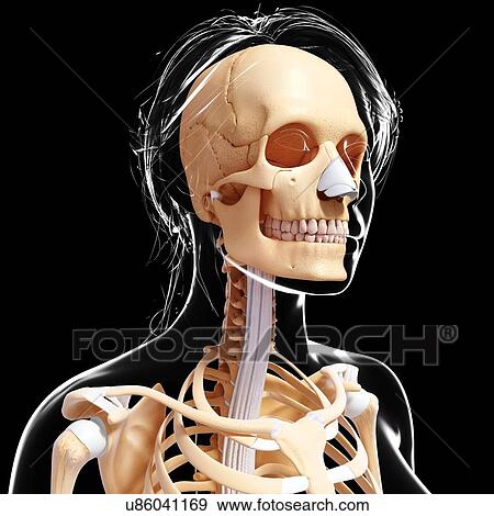 Female skeleton, artwork View Large Illustration Stock Illustration - Female skeleton, artwork. Fotosearch