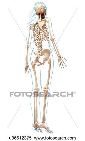 Stock Illustration - Female skeleton, artwork. Fotosearch