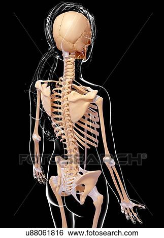 Female skeleton, artwork View Large Illustration Stock Illustration - Female skeleton, artwork. Fotosearch