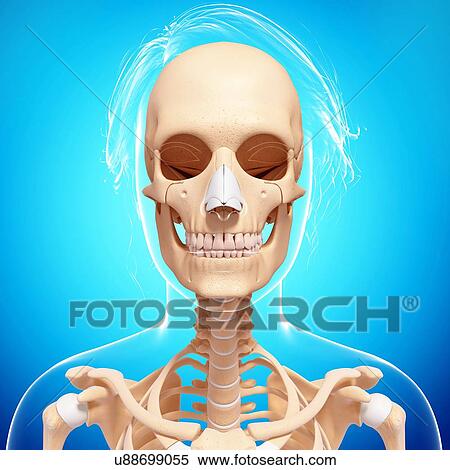 Stock Illustration - Female skeleton, artwork. Fotosearch