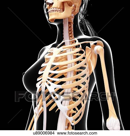 Female skeleton, artwork View Large Illustration Stock Illustration - Female skeleton, artwork. Fotosearch