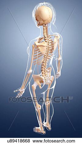 Stock Illustration - Female skeleton, artwork. Fotosearch