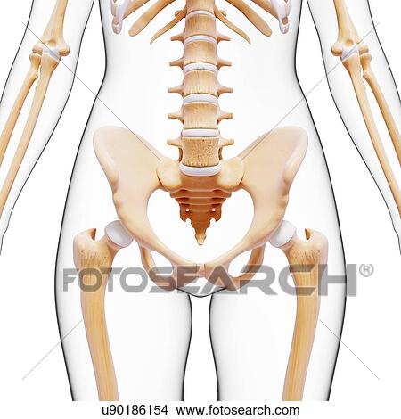 Female skeleton, artwork View Large Illustration Stock Illustration - Female skeleton, artwork. Fotosearch