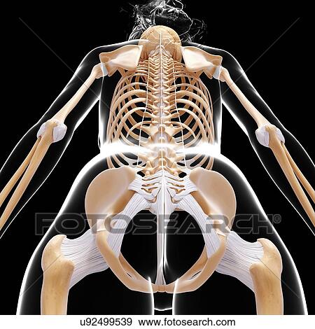 Stock Illustration - Female skeleton, artwork. Fotosearch
