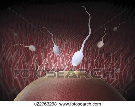 Fertilisation, artwork View Large Illustration Stock Illustration - Fertilisation, artwork. Fotosearch