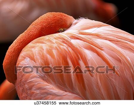 Flamingo View Large Illustration Stock Illustration - Flamingo. Fotosearch