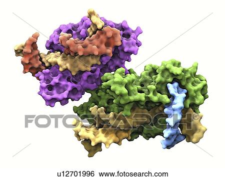 Flap endonuclease protein View Large Illustration Stock Illustration - Flap endonuclease protein. Fotosearch