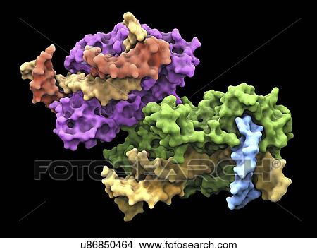 Stock Illustration - Flap endonuclease protein. Fotosearch