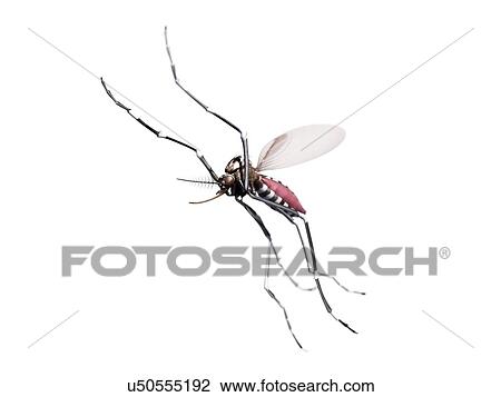 Flying mosquito, artwork View Large Illustration Drawing - Flying mosquito, artwork. Fotosearch