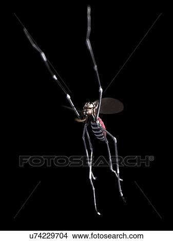 Flying mosquito, artwork View Large Illustration Stock Illustration - Flying mosquito, artwork. Fotosearch