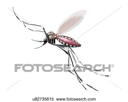 Flying mosquito, artwork View Large Illustration Stock Illustration - Flying mosquito, artwork. Fotosearch