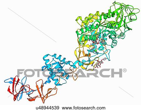 Glucansucrase enzyme molecule View Large Illustration Stock Illustration - Glucansucrase enzyme molecule. Fotosearch