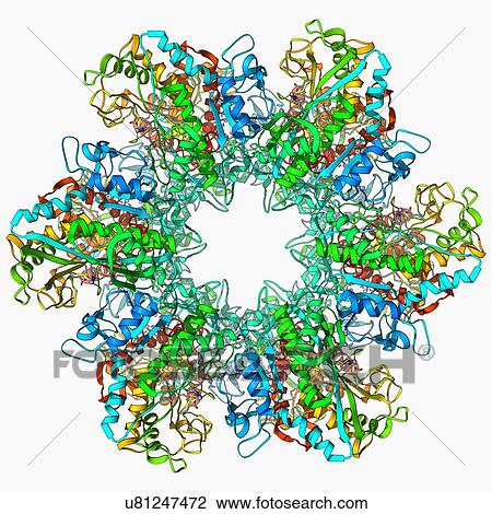 Drawing - Glutamine synthetase enzyme. Fotosearch