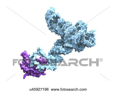 Stock Illustration - Glycine riboswitch molecule. Fotosearch