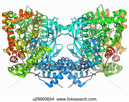 Glycogen phosphorylase molecule View Large Illustration Stock Illustration - Glycogen phosphorylase molecule. Fotosearch
