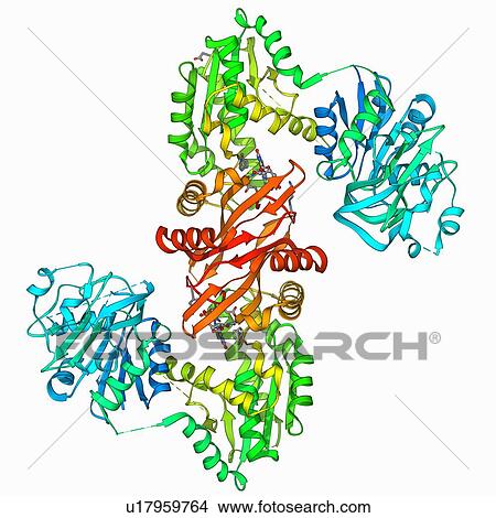 Stock Illustration - GMP synthetase enzyme. Fotosearch