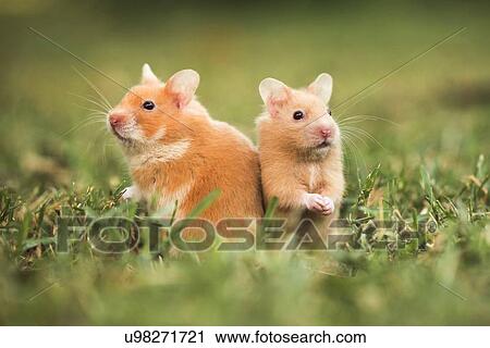 Clip Art - golden hamster. Fotosearch