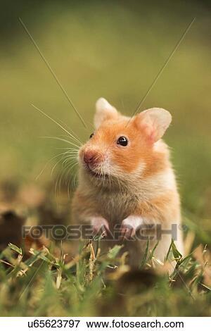 golden hamster View Large Illustration Stock Illustration - golden hamster. Fotosearch