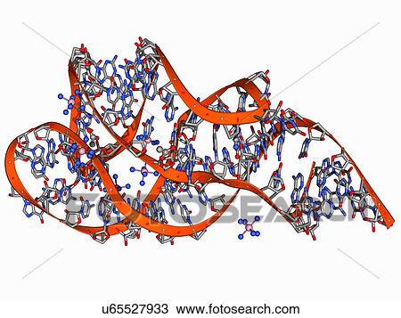 Guanine-responsive riboswitch View Large Illustration Drawing - Guanine-responsive riboswitch. Fotosearch