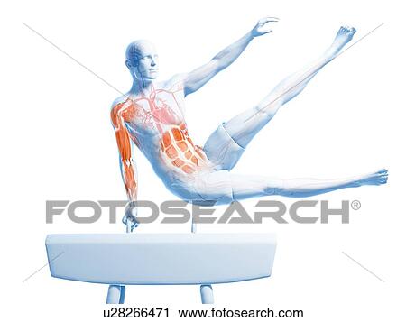 Gymnast, artwork View Large Illustration Clip Art - Gymnast, artwork. Fotosearch