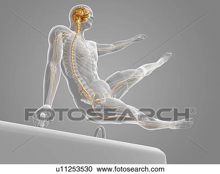 Clipart - Gymnast, artwork. Fotosearch