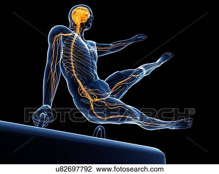 Gymnast, artwork View Large Illustration Drawing - Gymnast, artwork. Fotosearch