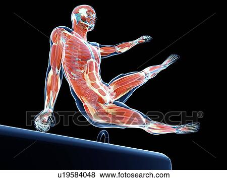 Gymnast, artwork View Large Illustration Stock Illustration - Gymnast, artwork. Fotosearch