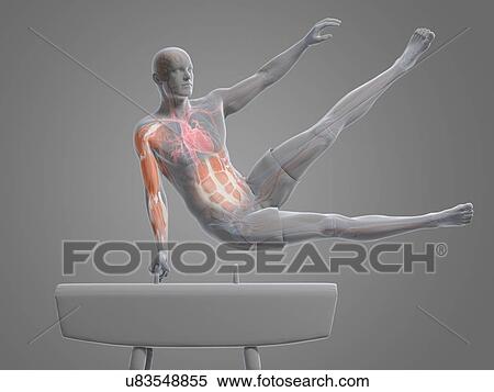 Gymnast, artwork View Large Illustration Stock Illustration - Gymnast, artwork. Fotosearch