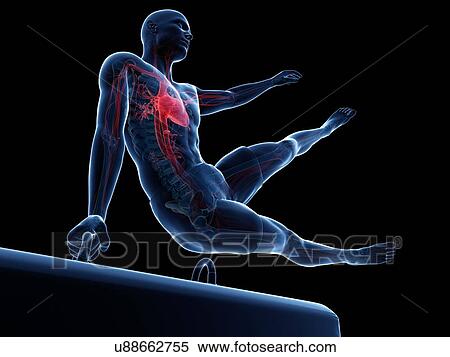 Gymnast, artwork View Large Illustration Stock Illustration - Gymnast, artwork. Fotosearch