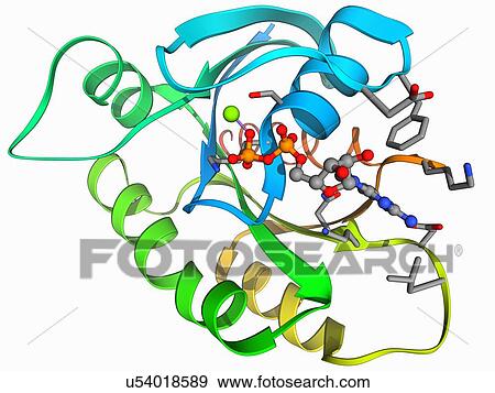 Stock Illustration - H-Ras p21 oncogene protein. Fotosearch