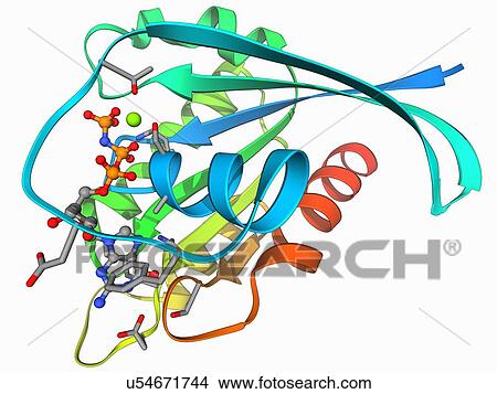 H-Ras p21 oncogene protein View Large Illustration Stock Illustration - H-Ras p21 oncogene protein. Fotosearch