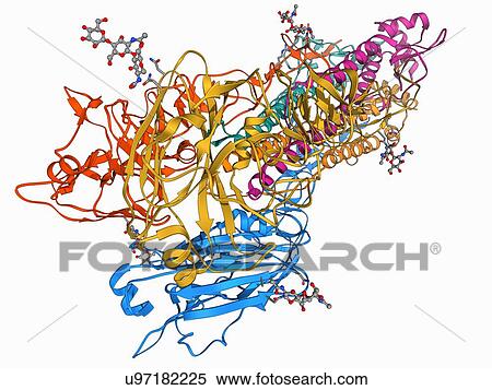 H5N1 Haemagglutinin protein subunit View Large Illustration Stock Illustration - H5N1 Haemagglutinin protein subunit. Fotosearch