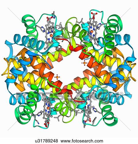 Haemoglobin, molecular model View Large Illustration Stock Illustration - Haemoglobin, molecular model. Fotosearch