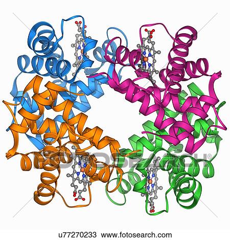 Haemoglobin S, molecular model View Large Illustration Drawing - Haemoglobin S, molecular model. Fotosearch