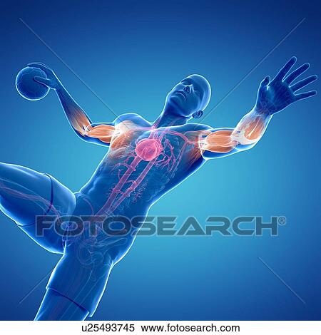 Handball player, artwork View Large Illustration Stock Illustration - Handball player, artwork. Fotosearch