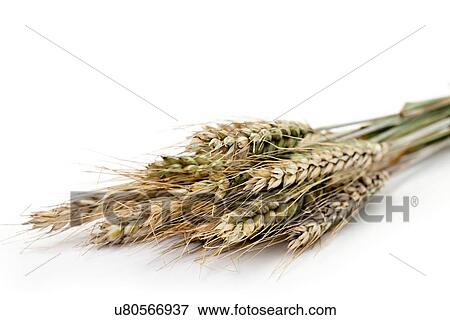 Stock Illustration - Harvested ears of wheat. Fotosearch