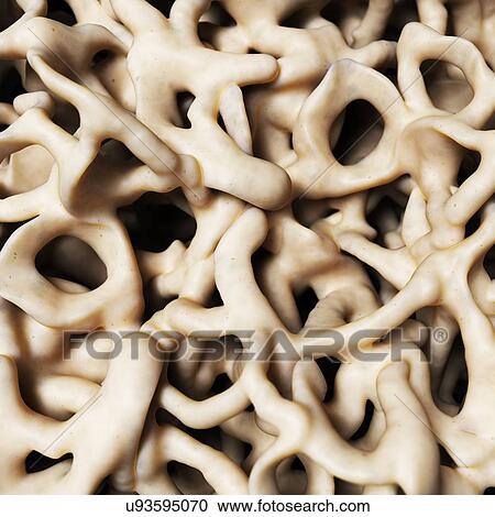 Clipart - Healthy bone structure, artwork. Fotosearch