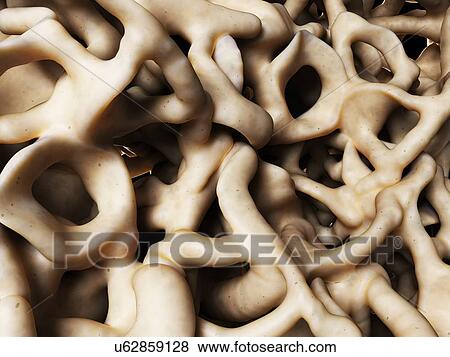 Healthy bone structure, artwork View Large Illustration Stock Illustration - Healthy bone structure, artwork. Fotosearch