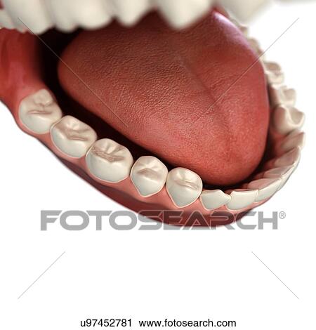 Healthy teeth, artwork View Large Illustration Clip Art - Healthy teeth, artwork. Fotosearch