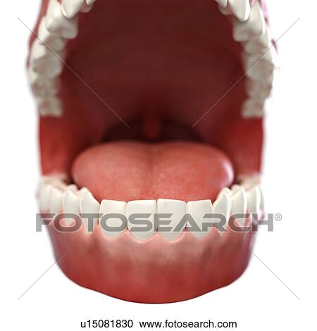 Healthy teeth, artwork View Large Illustration Clipart - Healthy teeth, artwork. Fotosearch
