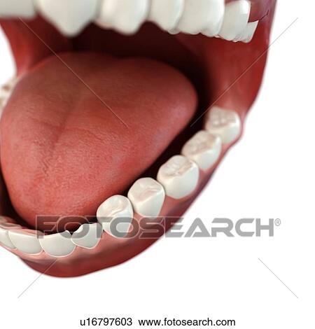 Drawing - Healthy teeth, artwork. Fotosearch