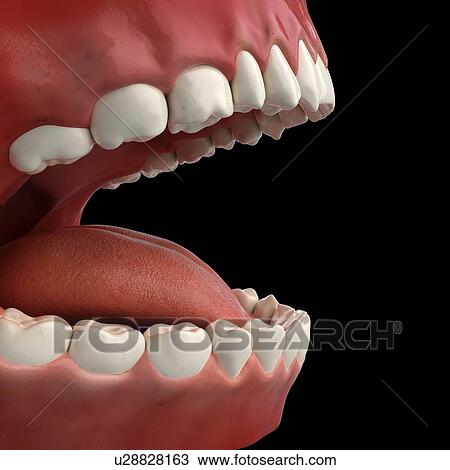 Healthy teeth, artwork View Large Illustration Drawing - Healthy teeth, artwork. Fotosearch