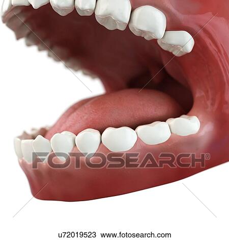 Healthy teeth, artwork View Large Illustration Drawing - Healthy teeth, artwork. Fotosearch