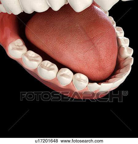 Healthy teeth, artwork View Large Illustration Stock Illustration - Healthy teeth, artwork. Fotosearch