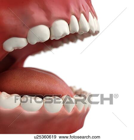Healthy teeth, artwork View Large Illustration Stock Illustration - Healthy teeth, artwork. Fotosearch