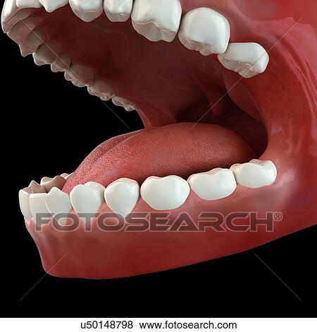 Healthy teeth, artwork View Large Illustration Stock Illustration - Healthy teeth, artwork. Fotosearch