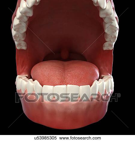 Healthy teeth, artwork View Large Illustration Stock Illustration - Healthy teeth, artwork. Fotosearch