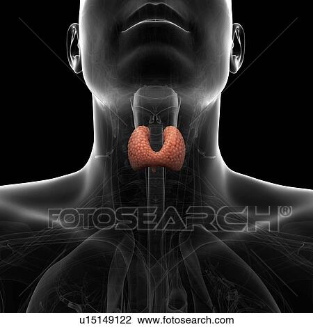 Drawing - Healthy thyroid gland, artwork. Fotosearch